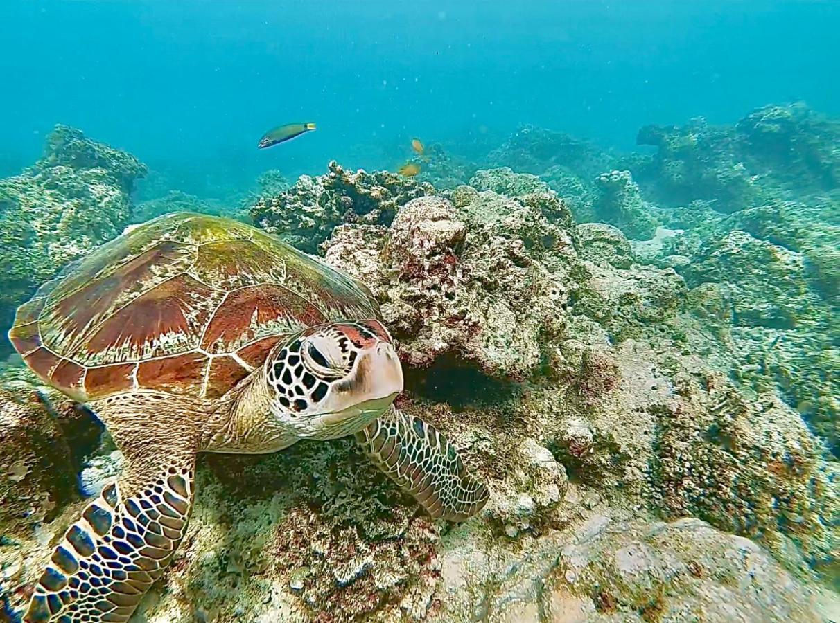 La Concepcion Cove Garden Resort Moalboal Eksteriør bilde
