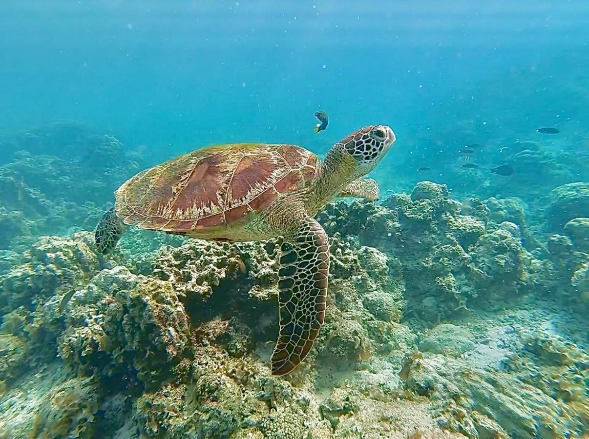 La Concepcion Cove Garden Resort Moalboal Eksteriør bilde