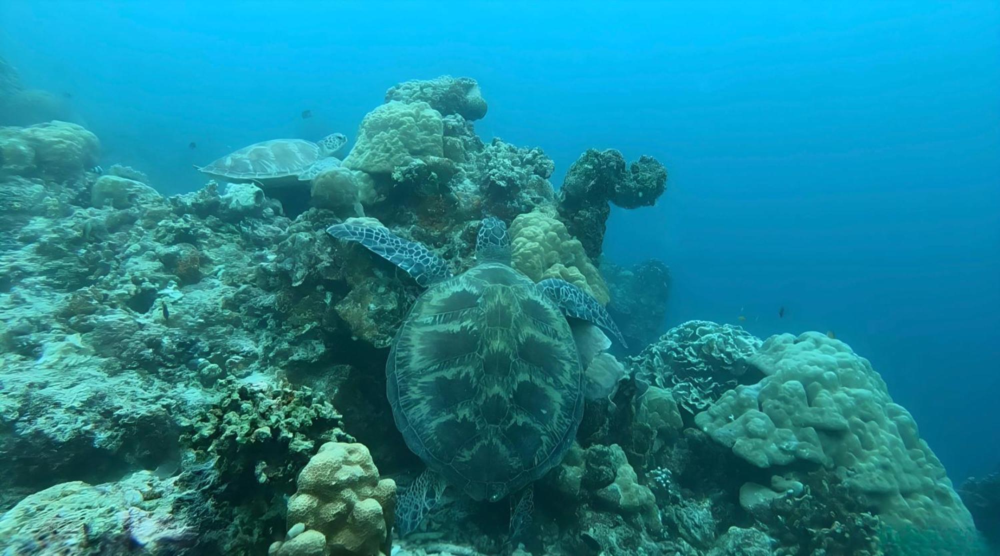 La Concepcion Cove Garden Resort Moalboal Eksteriør bilde